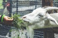 The little girl feeds a goat. The goat in the zoo. Royalty Free Stock Photo