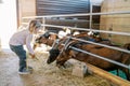 Little girl feeds hay to the big brown goats leaning out from behind the fence of the pen Royalty Free Stock Photo