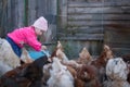 Little girl feeds hens in the chicken coop