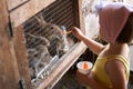 A little girl feeds a rabbit with rabbits sitting in a cage with carrots. Selective focus Royalty Free Stock Photo