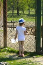 A little girl feeds a young deer in a zoo in the summer during t