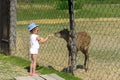 A little girl feeds a young deer in a zoo in the summer during t