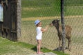 A little girl feeds a young deer in a zoo in the summer during t