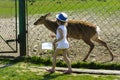 A little girl feeds a young deer in a zoo in the summer during t