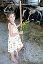 Little girl with flowers and hayfork stands at cow