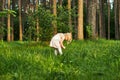 Little girl in a forest glade looks at flowers Royalty Free Stock Photo