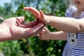 A little girl in the garden gives berries to her grandmother. The girl treats her grandmother