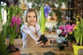 Little girl gardener plants hyacinth. Girl holding hyacinth in flower pot. Child taking care of plants. Royalty Free Stock Photo