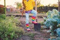 Little girl gardener in vegetables garden holding fresh biologic just harvested carrots Royalty Free Stock Photo