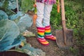 Little girl gardener in vegetables garden holding fresh biologic just harvested carrots Royalty Free Stock Photo