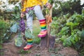 Little girl gardener in vegetables garden holding fresh biologic just harvested carrots and kohlrabi