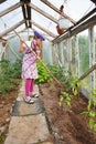 Little girl gardening in greenhouse Royalty Free Stock Photo