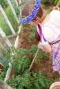 Little girl gardening in greenhouse Royalty Free Stock Photo