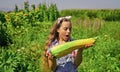 Little girl gardening harvesting big vegetable marrow, fertilisers concept Royalty Free Stock Photo