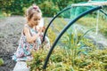 Little girl gathering organic small strawberry in the garden. Summer outdoor activities