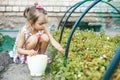 Little girl gathering organic small strawberry in the garden. Summer outdoor activities