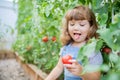 Little girl in the greenhouse with tomato plants Royalty Free Stock Photo