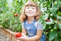 Little girl in the greenhouse with tomato plants Royalty Free Stock Photo