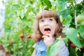 Little girl in the greenhouse with tomato plants Royalty Free Stock Photo