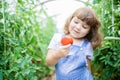 Little girl in the greenhouse with tomato plants Royalty Free Stock Photo