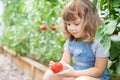 Little girl in the greenhouse with tomato plants Royalty Free Stock Photo