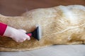 little girl groomer combing fur white Labrador Retriever dog