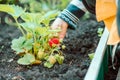 Little girl hand taking care of garden.The girl looks like strawberries harvest ripens. Happy childhood. Contryside