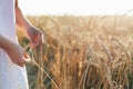 Little girl hands touching a golden wheat ear in the wheat field, sunset light, flare light Royalty Free Stock Photo