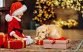 A little girl has prepared a gift for her golden retriever dog near the Christmas tree Royalty Free Stock Photo