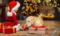 A little girl has prepared a gift for her golden retriever dog near the Christmas tree Royalty Free Stock Photo