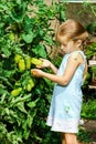 Little girl helping her mother with tomato in the garden Royalty Free Stock Photo