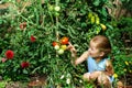 Little girl helping her mother with tomato in the garden Royalty Free Stock Photo