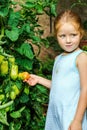 Little girl helping her mother with tomato in the garden Royalty Free Stock Photo