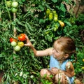 Little girl helping her mother with tomato in the garden Royalty Free Stock Photo