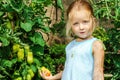 Little girl helping her mother with tomato in the garden Royalty Free Stock Photo