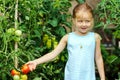 Little girl helping her mother with tomato in the garden Royalty Free Stock Photo