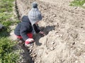 Little girl helping to plant potatoes in the village, mom with baby on the field