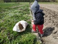 Little girl helping to plant potatoes in the village, mom with baby on the field