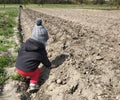 Little girl helping to plant potatoes in the village, mom with baby on the field