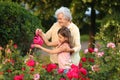 Little girl and her grandmother watering flowers in Royalty Free Stock Photo