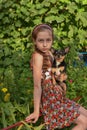 A little girl with her pet chihuahua dog Royalty Free Stock Photo