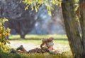 Little Girl with her teddy bear friend reads a book of fairy tales in nature, lying on the lawn in the beautiful light Royalty Free Stock Photo