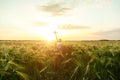 Little girl holding airplane toy in the green wheat field Royalty Free Stock Photo