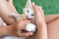 Little girl holding and caress cat, white green-eyed small beautiful kitten. Girl holding and stroking pet, talk it Royalty Free Stock Photo