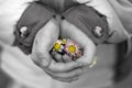 Little girl holding flowers in her hands Royalty Free Stock Photo