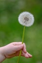 Little girl holding a dandelion flower in her hand on a background of spring field