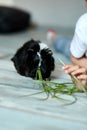 Little girl holding and feeding black guinea pig, domestic animal Royalty Free Stock Photo