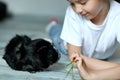 Little girl holding and feeding black guinea pig, domestic animal Royalty Free Stock Photo