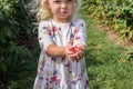 Little girl holding freshly picked raspberries Royalty Free Stock Photo