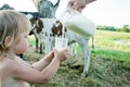 Little girl holding a glass and mother`s hand pours milk from a jug Royalty Free Stock Photo